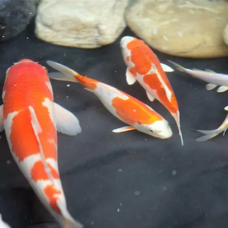 Wyndham Garden Hotel