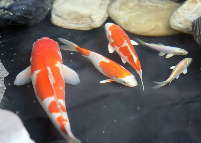 Wyndham Garden Ξενοδοχείο